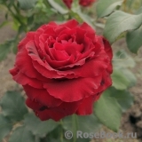 Lovely Red Lovely Red