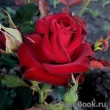 Lovely Red Lovely Red
