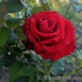 Lovely Red Lovely Red