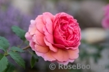 Princess Alexandra of Kent Princess Alexandra of Kent