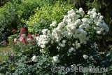 Snowdrift Snowdrift