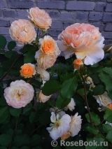 Rose de Gerberoy ® Rose de Gerberoy ®