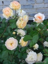 Rose de Gerberoy ® Rose de Gerberoy ®