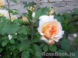 Rose de Gerberoy ® Rose de Gerberoy ®
