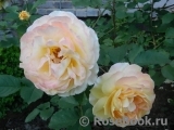 Rose de Gerberoy ® Rose de Gerberoy ®