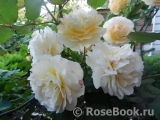 Rose de Gerberoy ® Rose de Gerberoy ®