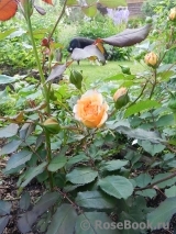 Rose de Gerberoy ® Rose de Gerberoy ®