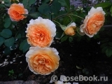 Rose de Gerberoy ® Rose de Gerberoy ®