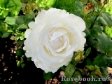 Great North Eastern Rose Great North Eastern Rose
