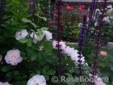 Scarborough Fair Scarborough Fair