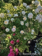Crocus Rose® Crocus Rose®