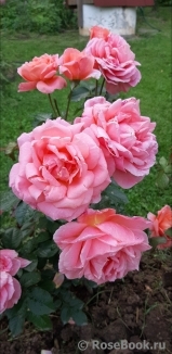 Sweet Fragrance Sweet Fragrance