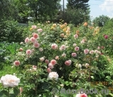 Abraham Darby Abraham Darby