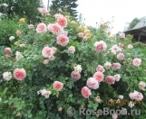 Abraham Darby Abraham Darby