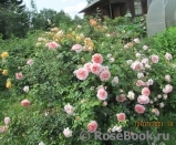 Abraham Darby Abraham Darby
