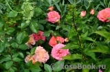 Sommersonne Sommersonne