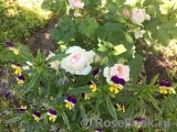 Morden Blush Morden Blush