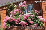 Rosarium Uetersen Rosarium Uetersen