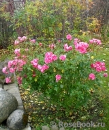 Coral Border Coral Border