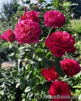 Johann Wolfgang von Goethe Rose® Johann Wolfgang von Goethe Rose®