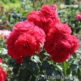 Cherry Girl ® Cherry Girl ®