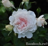 Great North Eastern Rose Great North Eastern Rose