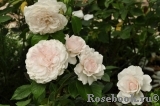 Great North Eastern Rose Great North Eastern Rose