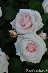 Rosa Belmonte Rosa Belmonte