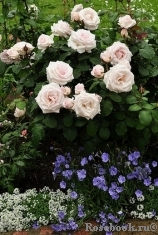Rosa Belmonte Rosa Belmonte