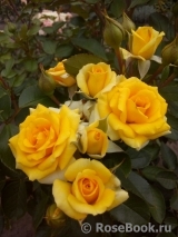 Yellow Babe® Yellow Babe®