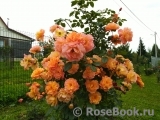 Westerland Westerland