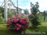 Rosarium Uetersen Rosarium Uetersen