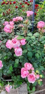 Henri le Sidaner® Henri le Sidaner®