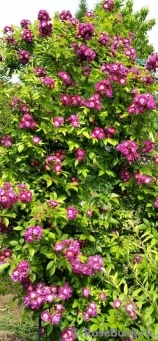 Perennial Blue Perennial Blue