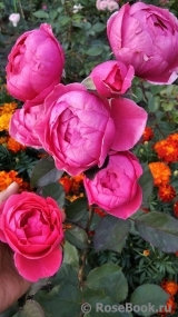 Gartenprinzessin Marie-Jose ® Gartenprinzessin Marie-Jose ®