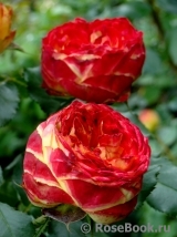 Vulcanica Vulcanica