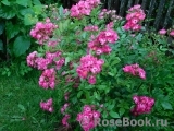 Marjorie Fair ® Marjorie Fair ®