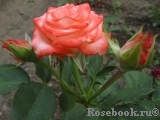 Blush Blush