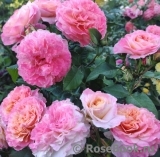 Augusta Luise Augusta Luise