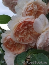 Crown Princess Margareta® Crown Princess Margareta®