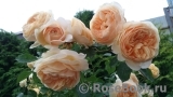 Crown Princess Margareta® Crown Princess Margareta®