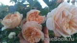 Crown Princess Margareta® Crown Princess Margareta®