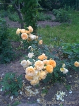 Crown Princess Margareta® Crown Princess Margareta®