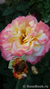 Augusta Luise Augusta Luise