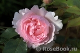 The Wedgwood Rose The Wedgwood Rose