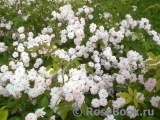 Paul’s Himalayan Musk 