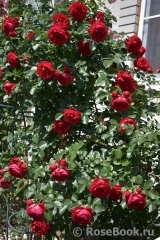 Florentina - Florentina -