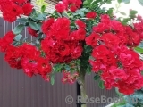 Scarlet Meillandecor Scarlet Meillandecor