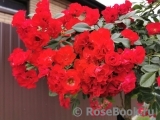 Scarlet Meillandecor Scarlet Meillandecor