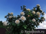 Crocus Rose® Crocus Rose®